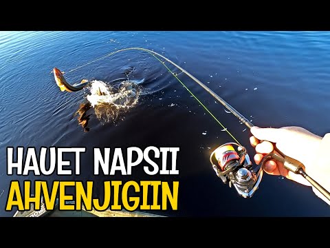 VAPA MUTKALLA HAUKITÄRPEISTÄ - HAUET NAPSII AHVENJIGEIHIN