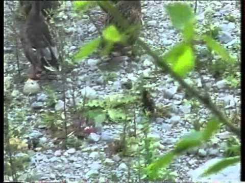 SAVONA ANATRE LETIMBRO E IL CALDO