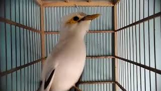 Download lagu jalak putih MACET TOTAL dan STRES pasti KEMBALI GACOR di MASTERI suara jalak putih gacor ini mp3 Download lagu jalak putih MACET TOTAL dan STRES pasti KEMBALI GACOR di MASTERI suara jalak putih gacor ini mp3