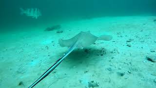 Go Diving swim to Big Boulder