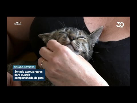 Vai à sanção projeto sobre guarda compartilhada de animais de estimação