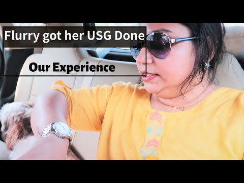 Our experience with dog's ultrasound  | Flurry got her ultrasound done Video
