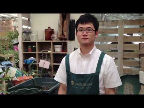 洋梨メロン、ペピーノ 植物