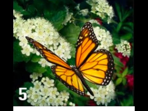 Me cilën prej këtyre kafshëve identifikohesh  Zbulo karakteristikat e tua mov