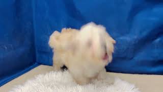 ハーフ犬の動画01