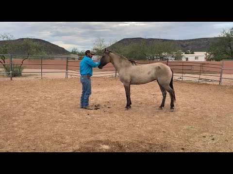 AZHT: Teaching a Horse to Hook on to you