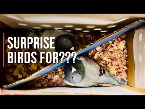 Racing pigeons surprise giveaway 2023 | building the sport by supporting young pigeon fanciers