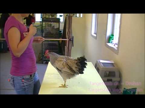 Hühnertraining - Modul I & III