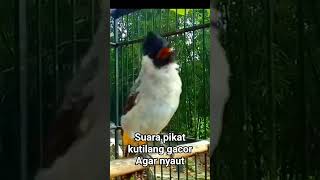 Download lagu suara pikat burung kutilang gacor agar bunyi mp3