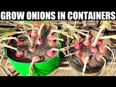 , title : 'How To Grow Onions | SEED TO HARVEST'