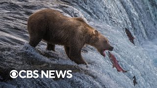 Here are the Fat Bear Week contenders as voting opens gameplay video by alucas, 4:28 duration