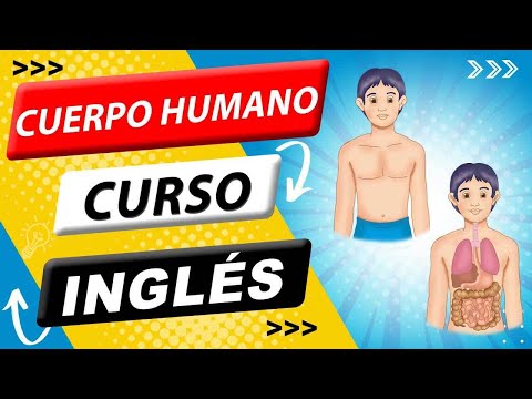🇺🇸  Cuerpo humano en INGLÉS 🗽 ❤️ 👉 [ #1 EN EEUU ] 👈