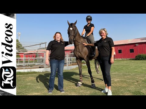 KT Reveals: What happens to racehorses when they retire?