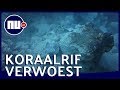 Mobiel olieplatform vernielt koraalrif bij Curaçao | NU.nl