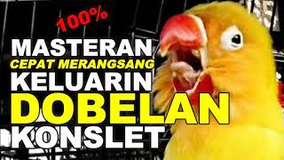 Download lagu Masteran Lovebird paling dicari!! Cepat merangsang dobelan konslet!!!! mp3