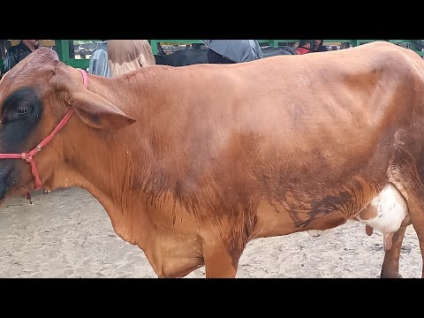 Muita Chuva na Feira do Gado Venturosa Pe.28/04/26