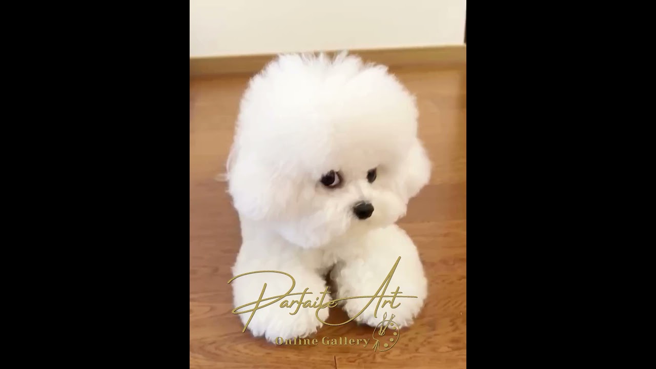 Angry dogs have cute power too, their expressions are hilarious, who messed with you?