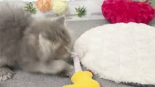 サイベリアンの動画02