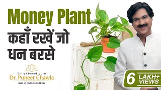 Vastu Tips for Money Plant | Vastu Tips by Enlightened Life Guru Dr. Puneet Chawla