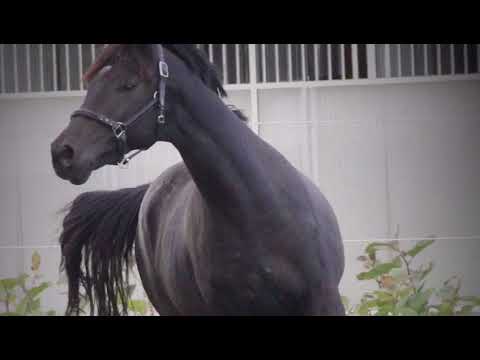 Montevideo (Millennium x Davignon II