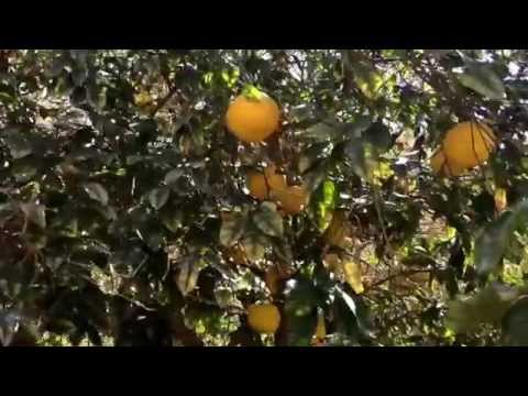 Citrus farms in Saudi Arabia, yup they have them