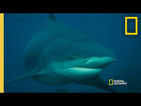 What Could Trigger a Shark Attack? |  Rogue Shark