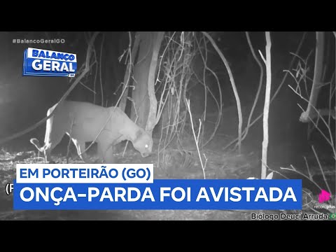 Câmera noturna registra onça-parda em fazenda no interior de Goiás