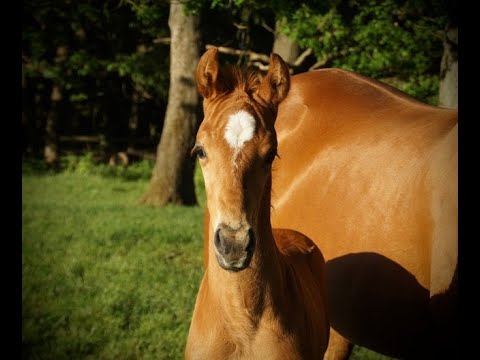 Hengstfohlen von Livaldon u. St.Pr.St. Batida v. Bergamon