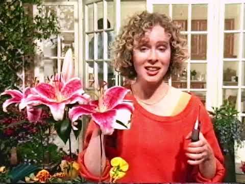 ITV Granada break into trailers & continuity before Coronation Street 1991