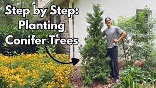 How to Plant CONIFER EVERGREEN Trees - Balled & Burlap (B&B) - Pines, Arborvitae, Spruce, Firs