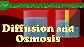 DIFFUSION AND OSMOSIS DIFFUSION AND OSMOSIS