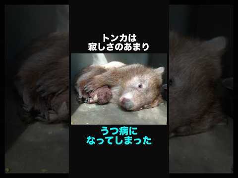 昼行性の習慣を持つ動物