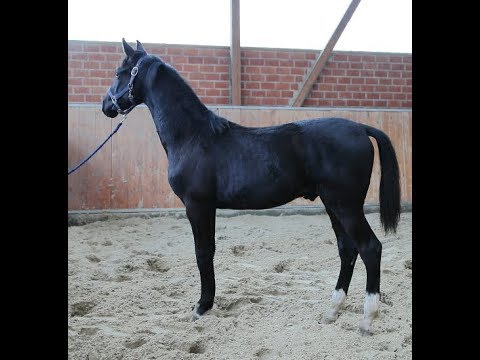 Hengstfohlen von Secret/Damon Hill/De Niro