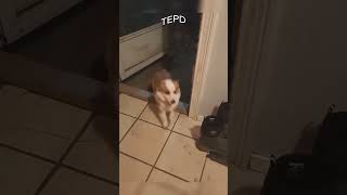 👉 Há um impostor entre esses cães! 🕵️‍♂️🐶