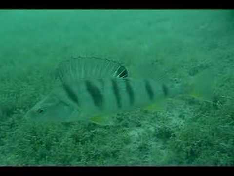 Thunersee, Thuner See,alle Tauchplaetze,Schweiz