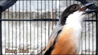 Download lagu HANYA DALAM HITUNGAN DETIK CENDET LANGSUNG TERANGSANG OLEH KICAU PEMIKAT SUPER GACOR INI mp3