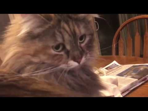 Mishka And The Water Glass-Siberian Cat