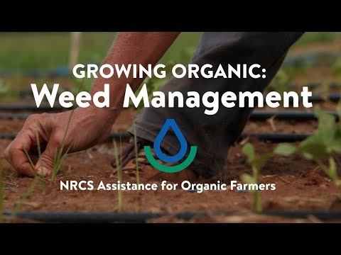 Weed Management - Growing Organic
