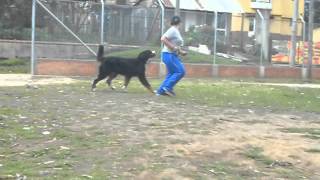 BALU CAMINANDO Y TROTANDO AL LADO