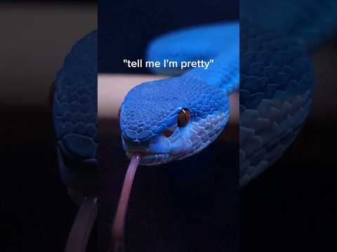 The BEST pet venomous snakes you can buy!  #reptiles #venomoussnakes #cobra #pets #viper