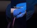 The BEST pet venomous snakes you can buy!  #reptiles #venomoussnakes #cobra #pets #viper