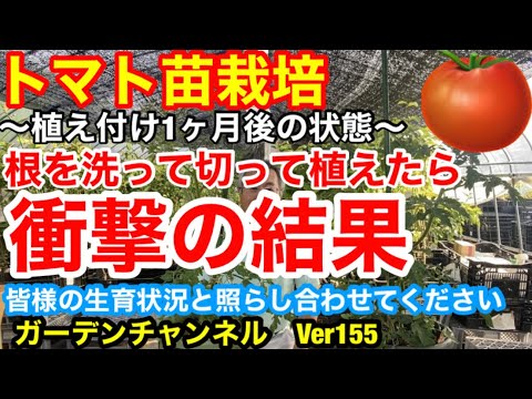 トマトの苗木を誰が食べるのでしょうか？最も一般的な4つの害虫とその対策方法  庭園