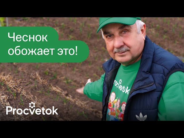 ЧЕСНОК ВЫРАСТАЕТ С КУЛАК после этой простой подкормки весной! Первая и главная подкормка чеснока