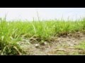 Sugarcane: Prueba de avance e infiltración del agua en los surcos