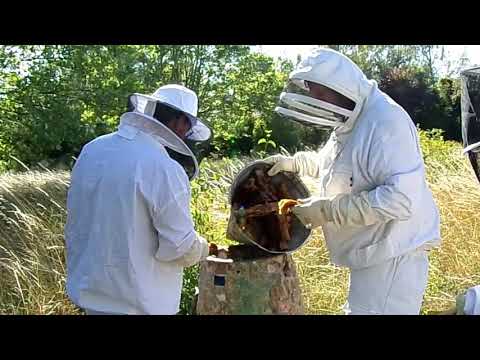 , title : 'Récupération colonie d abeilles sur un mini golf'