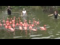 Flamingo Frenzy Ahead Of Zoo Construction