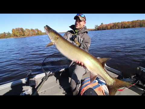 Chippewa Flowage Musky Fishing - Fall Trolling