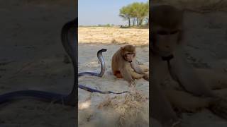 Monkey attack the snake #discovery #animalplanet #animals