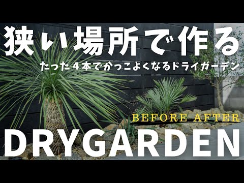 乾燥した庭の完全な日光にさらされる地面の屋外のサボテン Echinocereus triglochidiatus