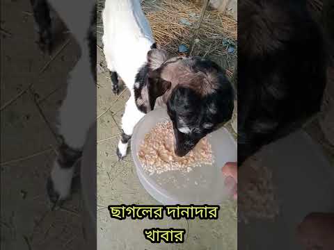 ছাগলের দানাদার খাবার#shorts #shortvideo